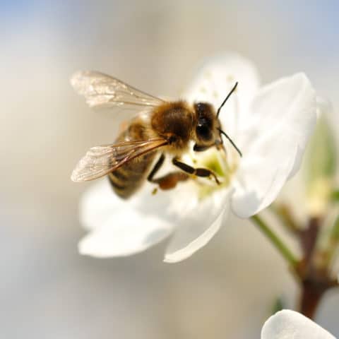 Une belle abeille butinant une fleur blanche