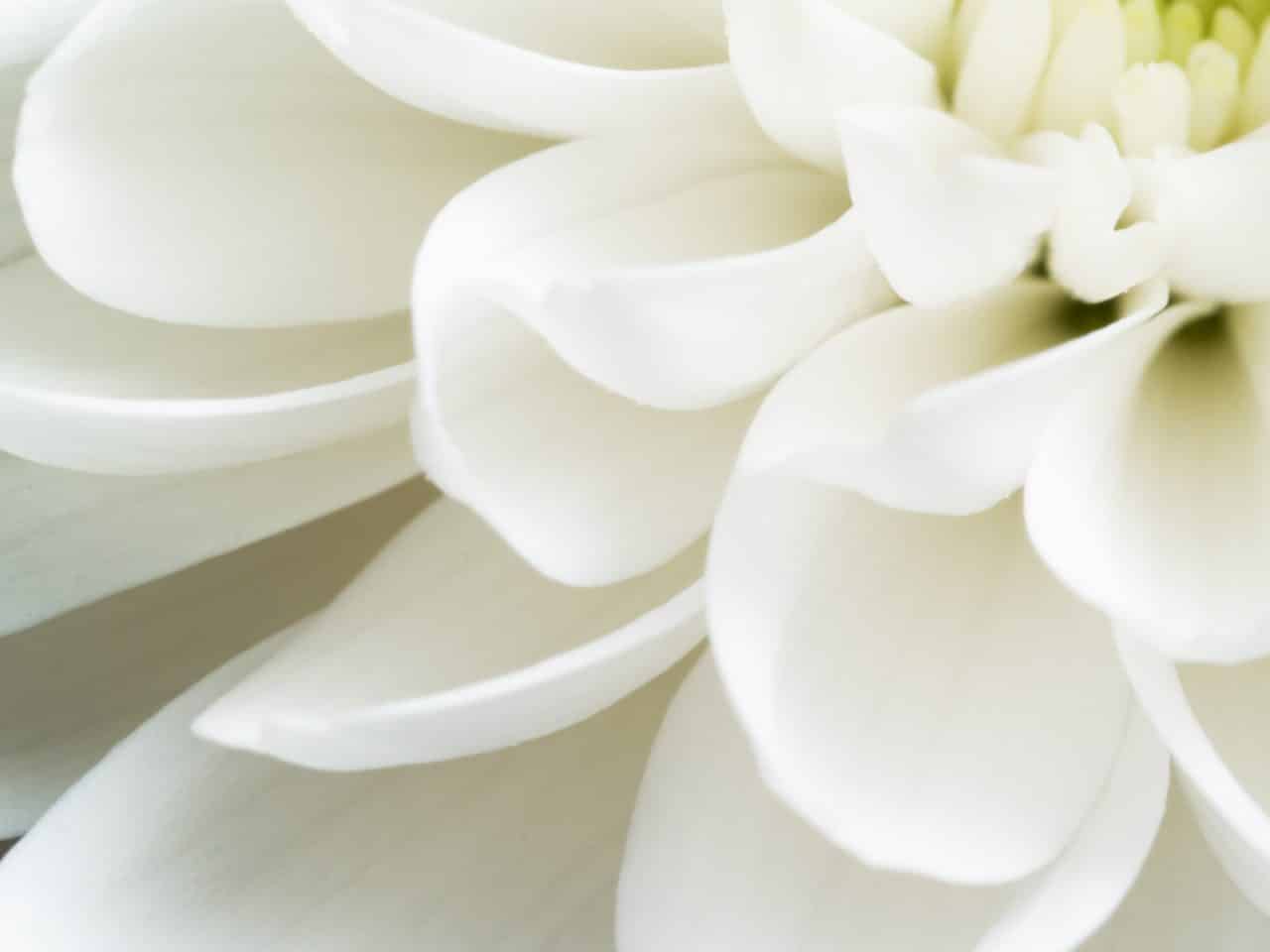 Gros plan sur une chrysanthème blanche