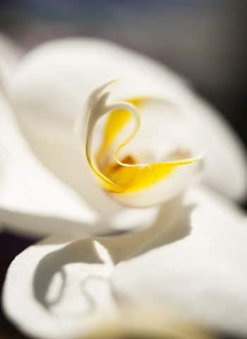La fleur, l'inspiration des Parfums Nout Pure Blance